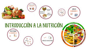 Introduccion a la Nutricion